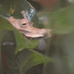 Boren-eared frog