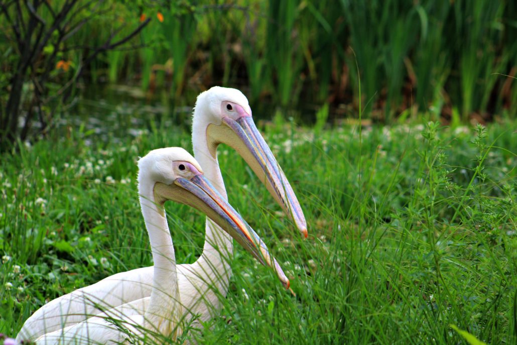 White Pelicans are found in the African Journey