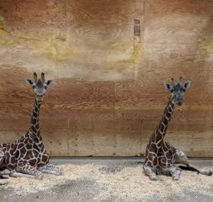 Giraffe In Barn