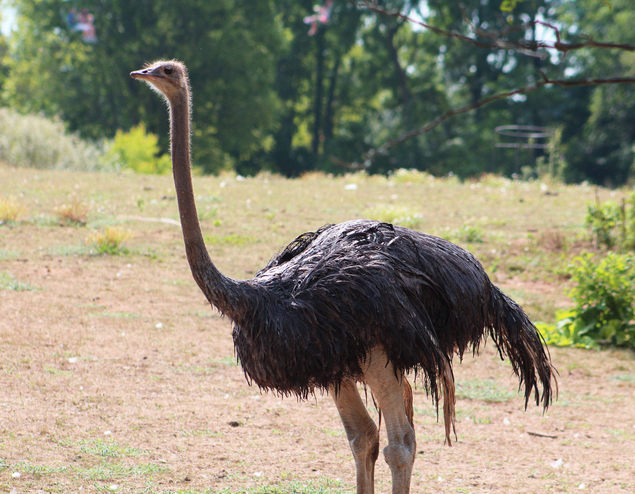 Ostrich | Our Animals | Fort Wayne Children's Zoo