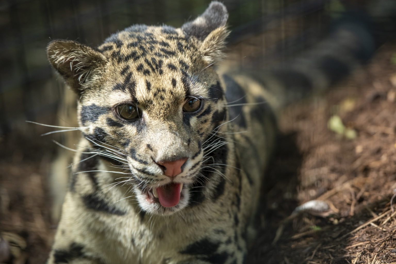 Clouded Leopard | Our Animals | Fort Wayne Children's Zoo