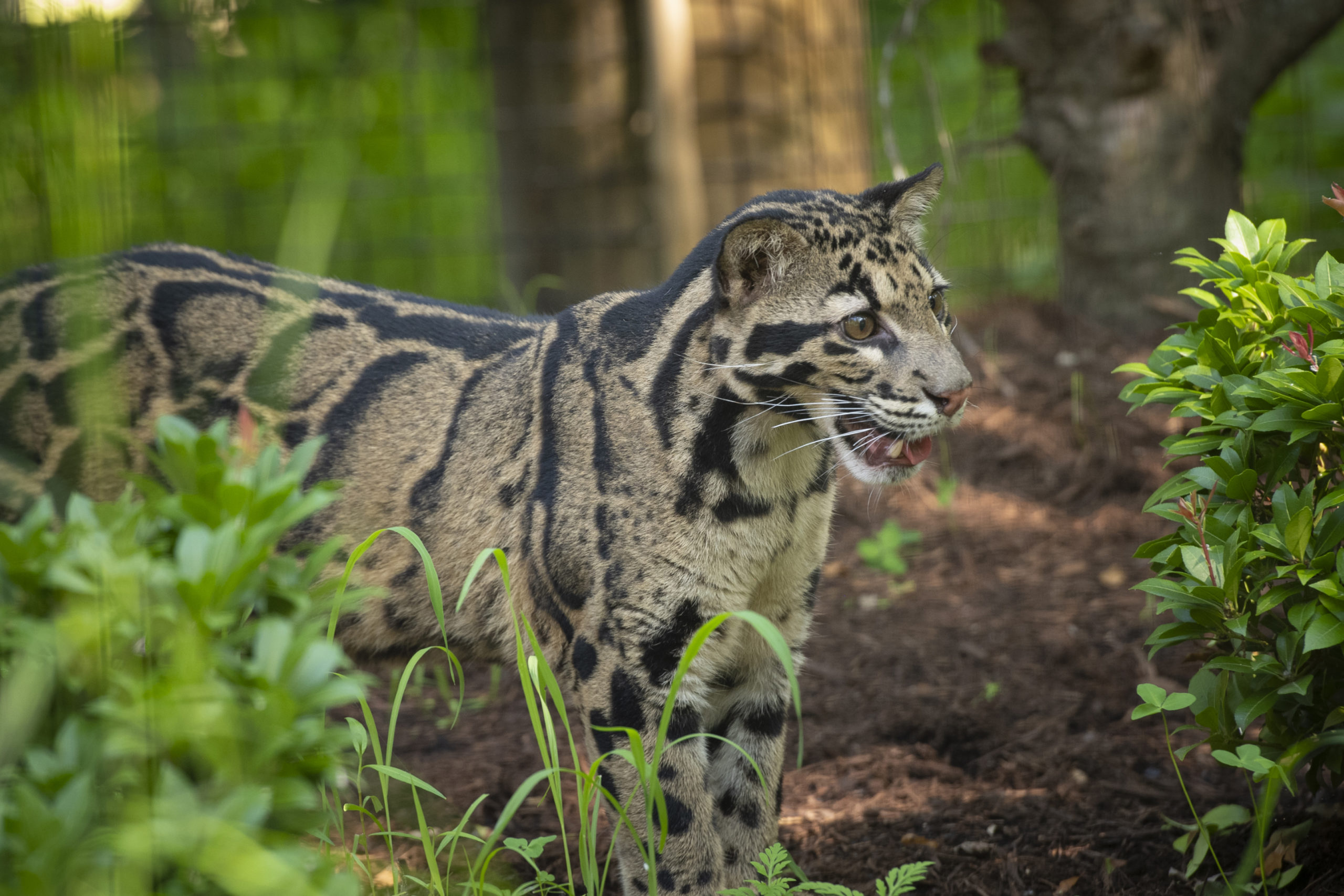 Clouded Leopard