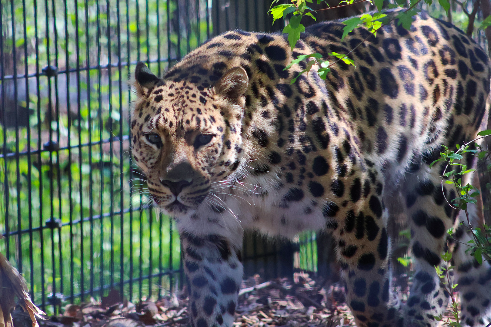 Amur Leopard