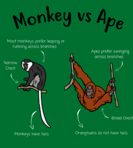 Monkey Vs Ape