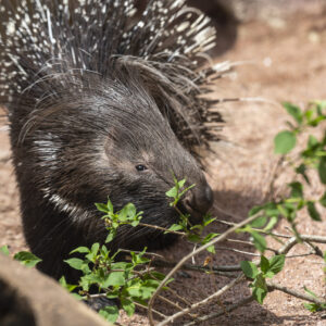 cape porcupine close up of standing on rocks and eating greens