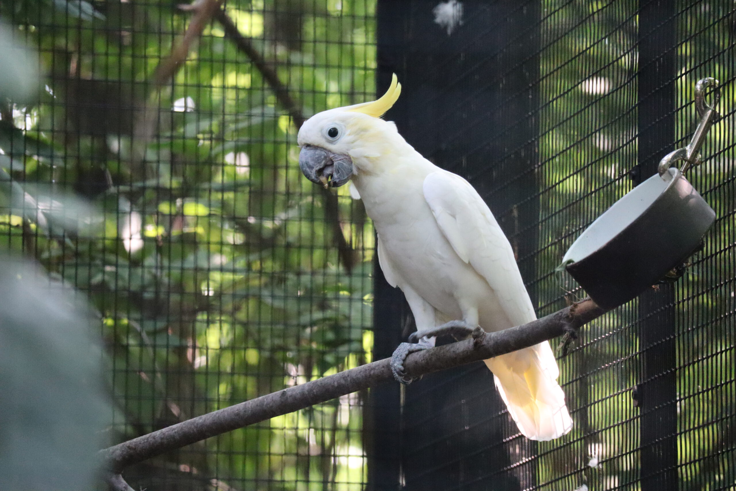 Lesser Sulpher-crested Cockatoo