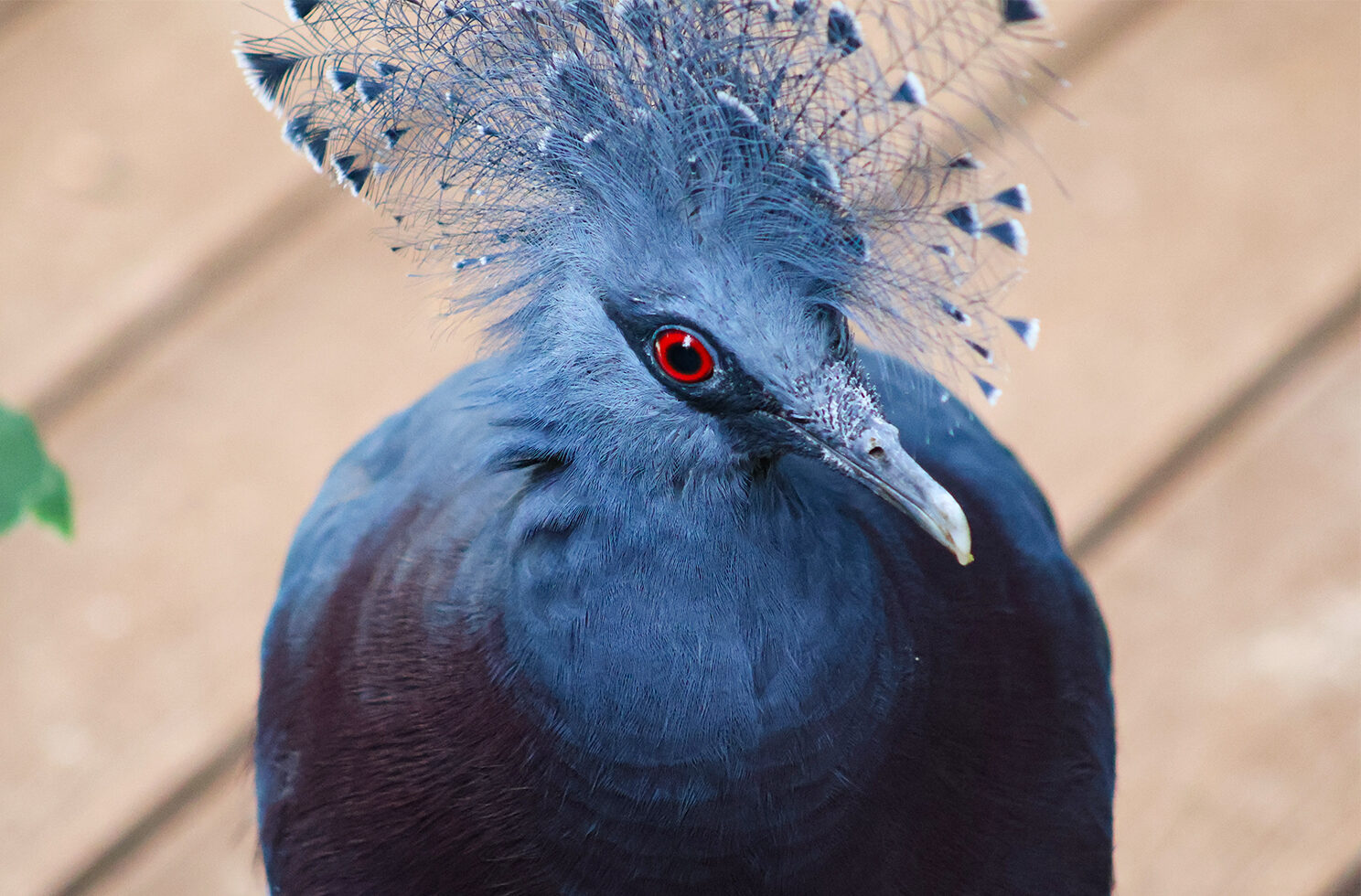 Victoria Crowned Pigeon