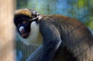 Konni, the spot nosed monkey, outside in her habitat 