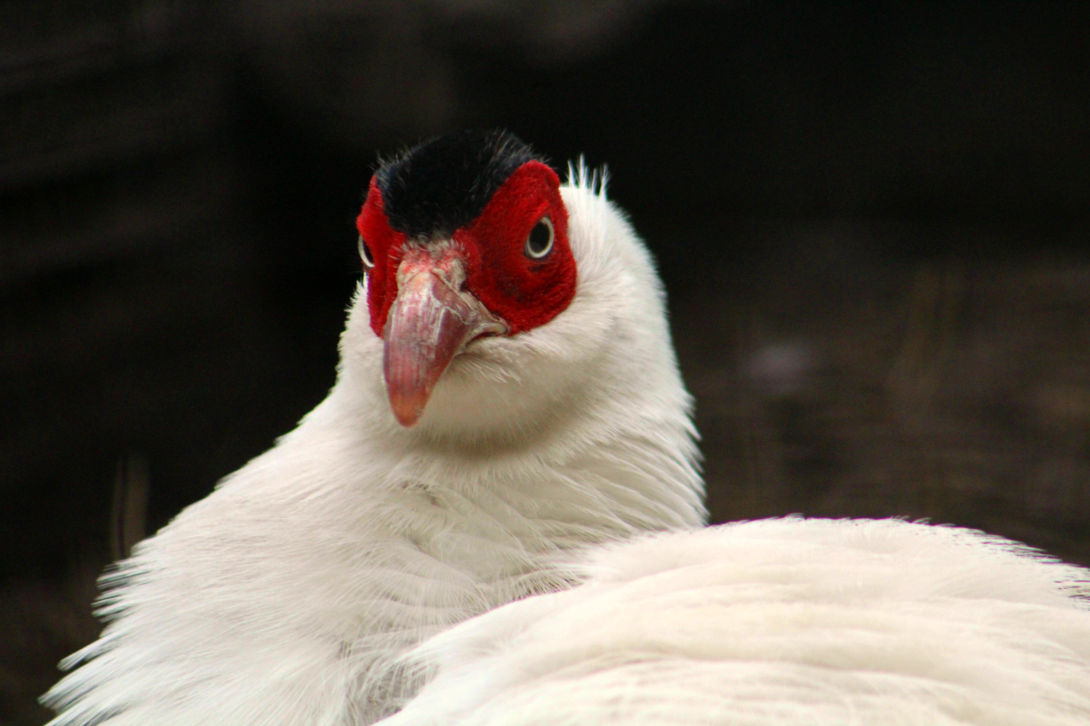 White Eared Pheasant