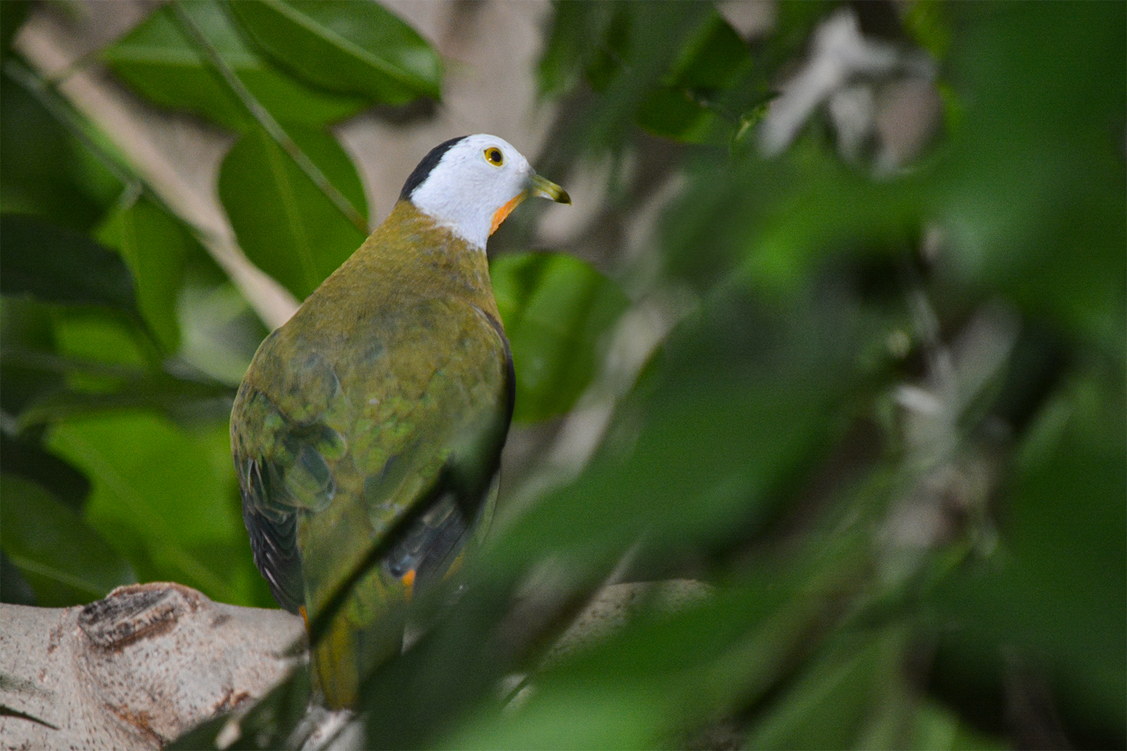 Black-naped Fruit Dove