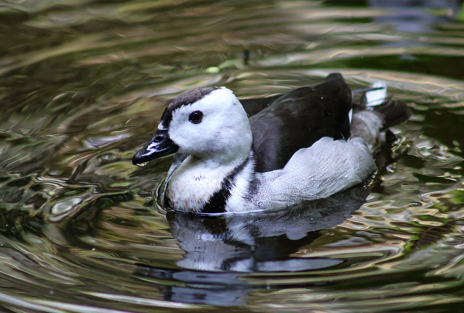 Indian Pygmy Goose