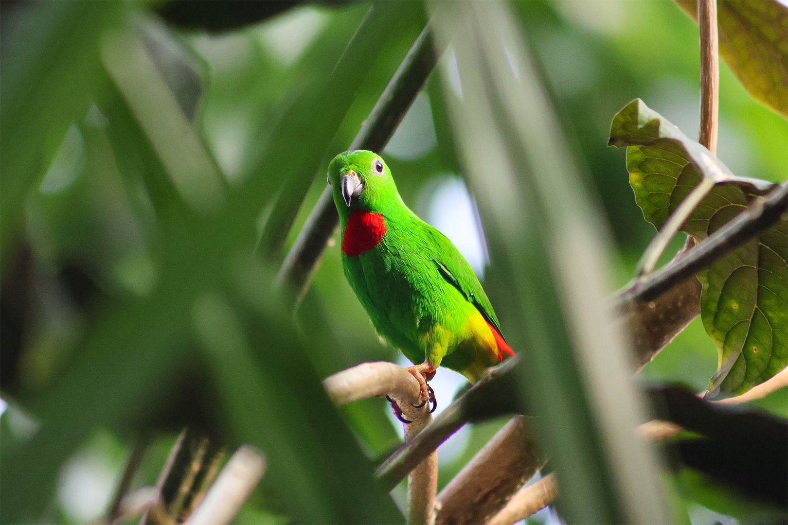 Blue-crowned Hanging Parrot