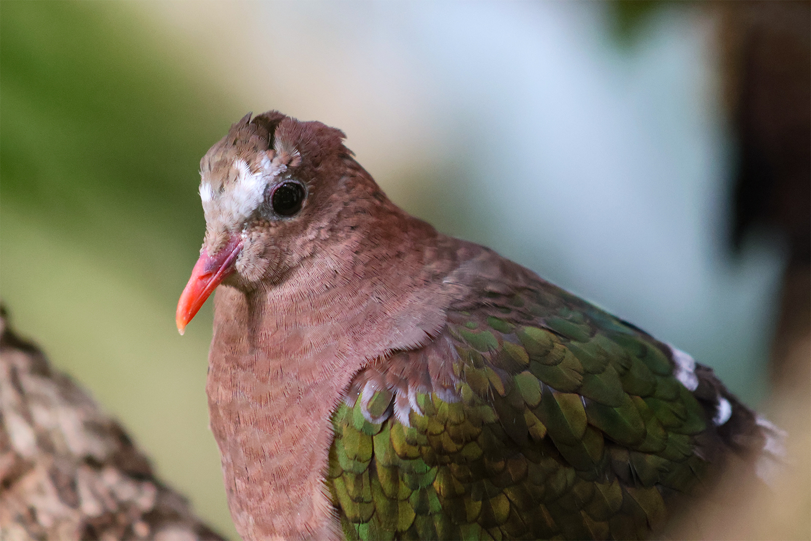 Grey-capped Emerald Dove