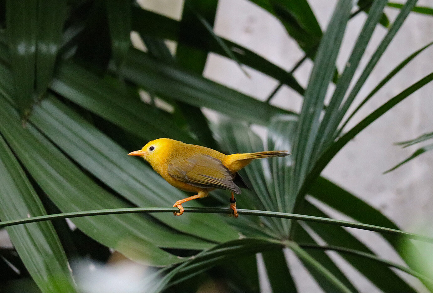 Golden White Eye