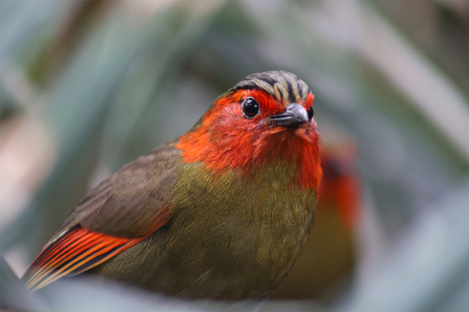 Scarlet-faced Liocichla