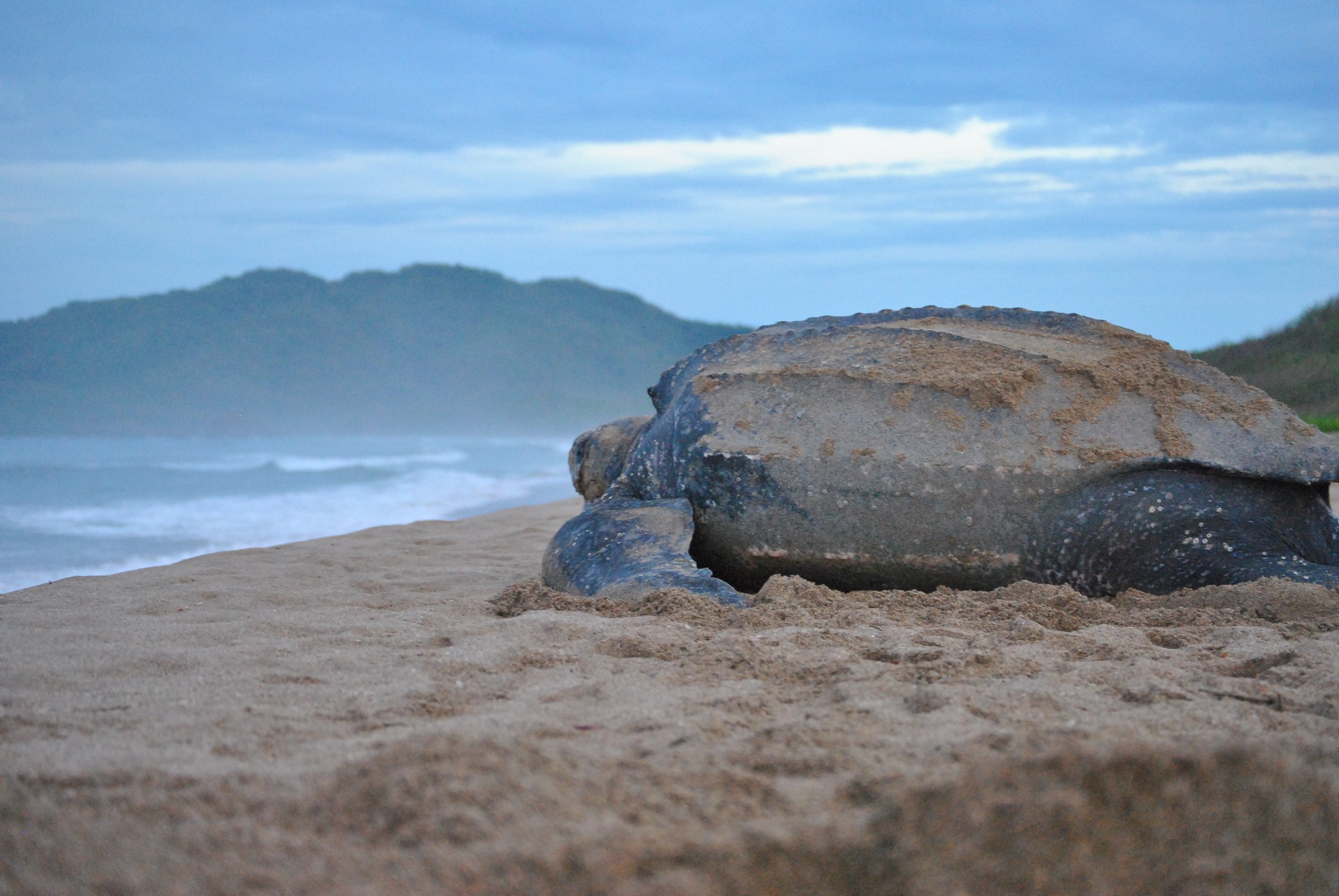 Leatherback Trust | Fort Wayne Children's Zoo