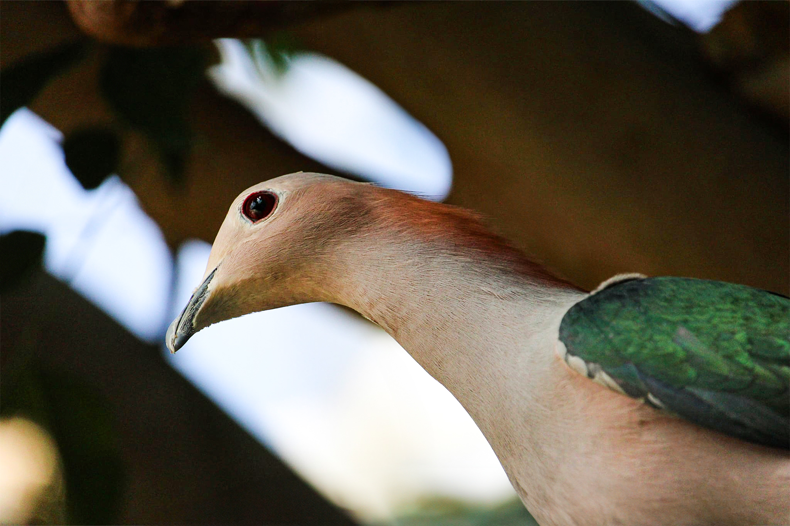 Chestnut Maned Green Imperial Pigeon Keeper Bethany Edit