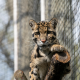 Clouded Leopard Project (4)