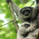 Gibbon Conservation Center (3)