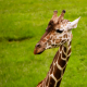 Giraffe Conservation Foundation (3)