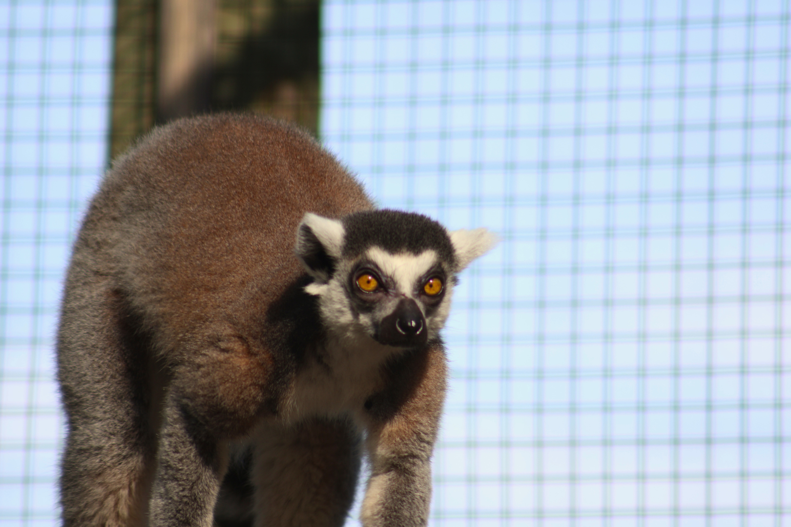 Lemur 3