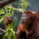 Orangutan Conservancy (3)