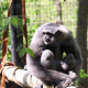 Primate Conservation In Central Java (4)