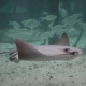 Sharks And Rays Conservation (1)
