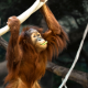 Sumatran Orangutan Conservation Program (4)