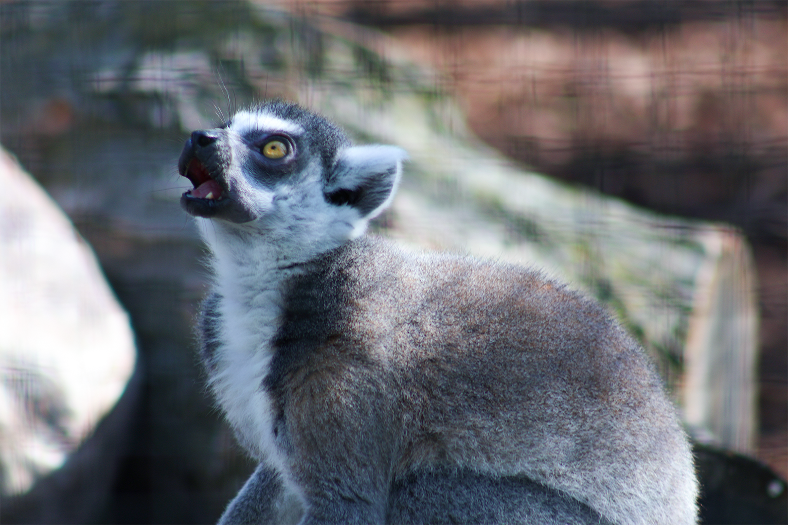 Ring-tailed Lemur