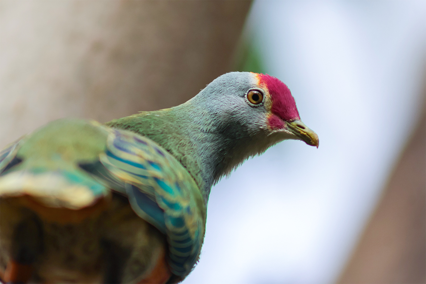 Mariana Fruit Dove