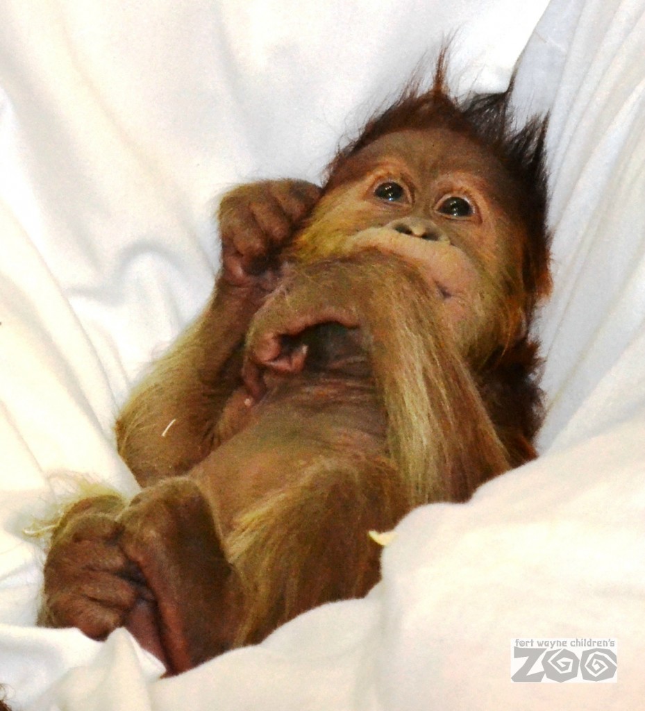 Fort Wayne Children s Zoo Baby  Orangutan  Turns Two 